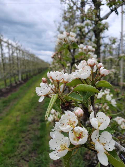 Peren Bloesem