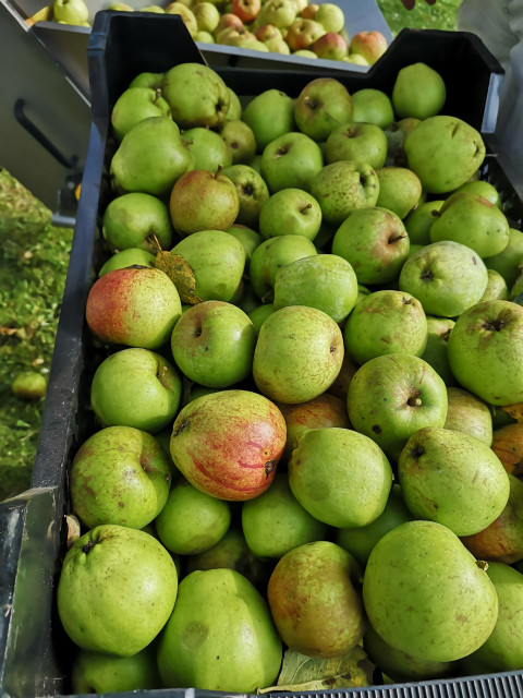 peren in zwart krat